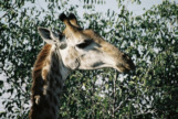 Giraffe im Kruger-National-Park mit einem Vogel am Hals