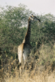 Giraffe im Kruger-National-Park